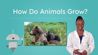 Animal Life Cycles Compared