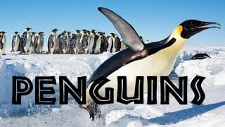 Penguin Homes and Helping Hands