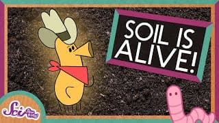 What is Soil?