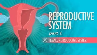 Exploring the Female Reproductive System