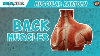 Exploring Posterior Major Muscles