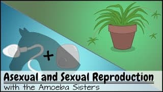 Mitosis and Asexual Reproduction