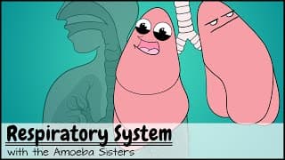 Gas Exchange in the Respiratory System